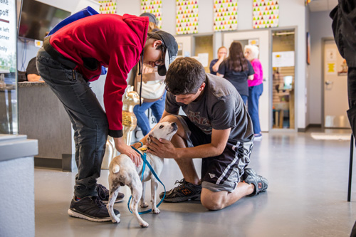 humane society shelter