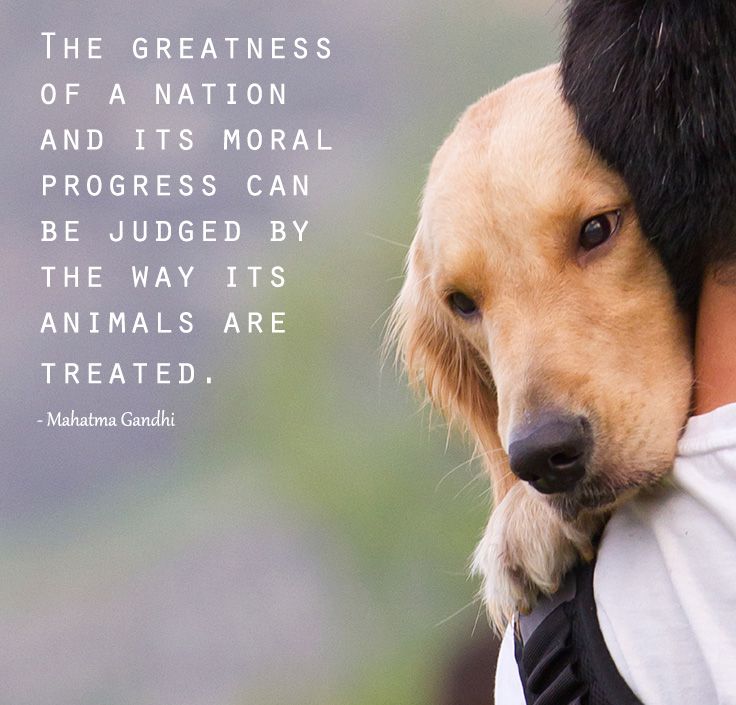 Gandhi Quote
